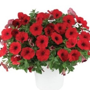 0870801_2272022_HiRes 22